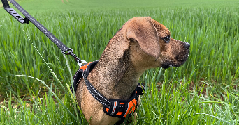 emilie pet sitter à MARSANNAY LA COTE 21160_5