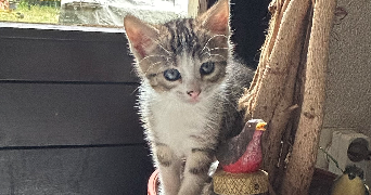 maud pet sitter à VAVINCOURT 55000_1