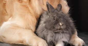 tiffany pet sitter à ALLEX 26400_9