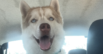 sanah pet sitter à LE PLESSIS BOUCHARD 95130_2