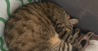 amélie pet sitter à LANCON PROVENCE 13680_5