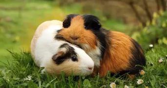 colyne pet sitter à FONTENAY LE FLEURY 78330