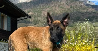 laureen pet sitter à VALENTIGNEY 25700