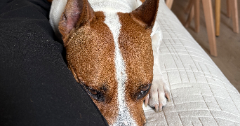 maria alexandra  dog sitter à Groslay 95410_10