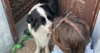 tiffany pet sitter à BOMY 62960_2