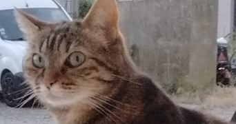 anita pet sitter à CHUZELLES 38200_3