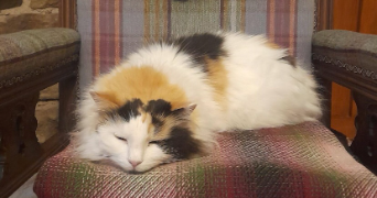 florine pet sitter à AGDE 34300_6