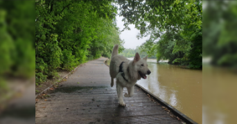 julien pet sitter à MAISONS ALFORT 94700_7