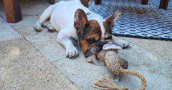 mary pet sitter à LA VALETTE DU VAR 83160_4