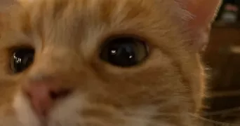 ash pet sitter à VILLIERS AU BOUIN 37330