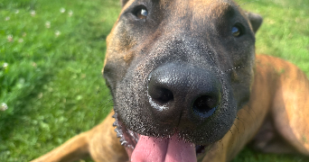 clarisse pet sitter à ORLEANS 45000_0
