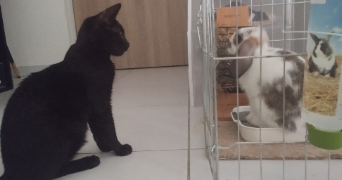 patricia pet sitter à NIMES 30000_4