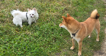 alex pet sitter à LIBOURNE 33500_6