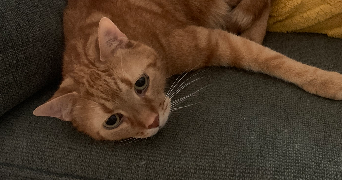 ambre pet sitter à lyon 69002_6