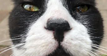 anita pet sitter à ALFORTVILLE 94140_2