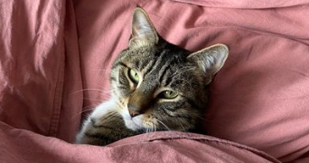 bastien pet sitter à L HAY LES ROSES 94240_1
