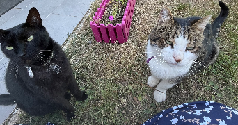 inès pet sitter à BURES SUR YVETTE 91440_1