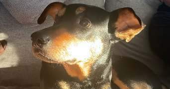 maëlle pet sitter à TOURS 37000_1