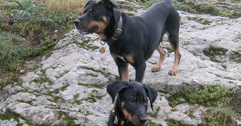 cecile pet sitter à ST ETIENNE DE FONTBELLON 07200_8
