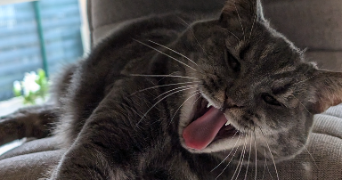 amandine pet sitter à NOYELLES SOUS LENS 62221_6