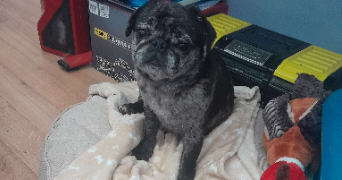 emmy pet sitter à Clermont-Ferrand 63000_4