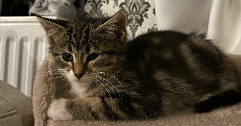 kevin pet sitter à LE PLESSIS ROBINSON 92350_5