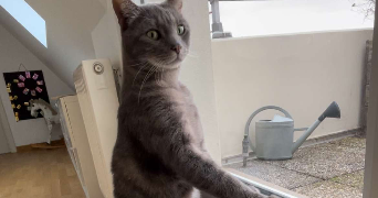 odile pet sitter à CAEN 14000_2