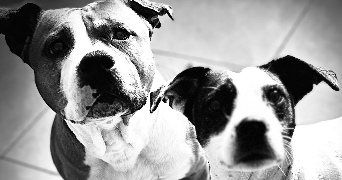 mathilde  pet sitter à Bienvillers au bois 62111_1