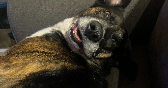 aline pet sitter à CALUIRE ET CUIRE 69300_4