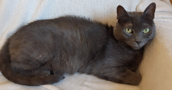 justine pet sitter à CALUIRE ET CUIRE 69300_2