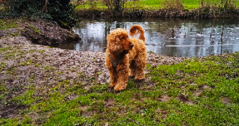 sandra pet sitter à STRASBOURG 67100_2