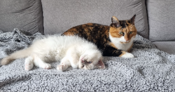 jade pet sitter à LOIRE AUTHION 49630_3