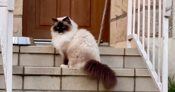 erwan dog sitter à CHAMPCUEIL 91750_2