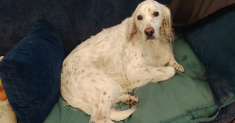 fabienne pet sitter à LA ROCHE SUR YON 85000_4