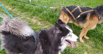 Lauriane pet sitter à NANTES 44300_1