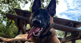 rémi pet sitter à Béziers 34500_6