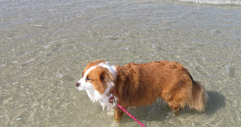julie pet sitter à RENNES 35000_1