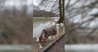 julien pet sitter à MAISONS ALFORT 94700_3