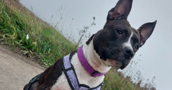 teana pet sitter à DENAIN 59220_1