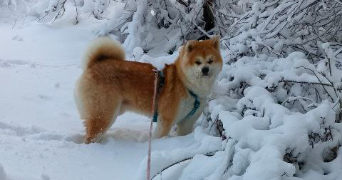 aurore pet sitter à ENSISHEIM 68190_1