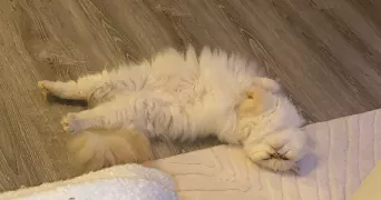 clara pet sitter à BEZIERS 34500