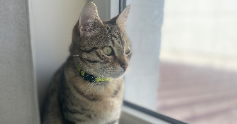 maguy pet sitter à Muret 31600_1