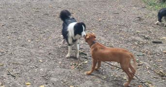 kenza pet sitter à LES ULIS 91940_2