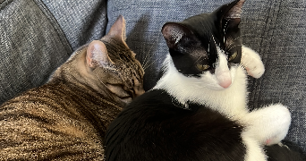 alexia pet sitter à CAMBO LES BAINS 64250_1