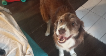 mélanie pet sitter à ST PIERRE DE SOUCY 73800_1
