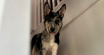 hugo pet sitter à CREMIEU 38460_1