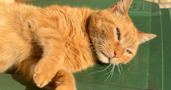 bisma cat sitter à DRANCY 93700_1