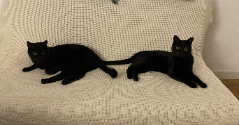 ambre pet sitter à VALLET 44330_3