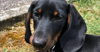alizée pet sitter à BAGNEUX 92220_1
