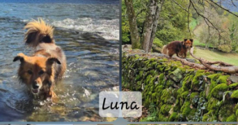 laurette pet sitter à PAU 64000_7